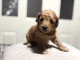 Poodle Bebeklerimiz Rezerveye Açık