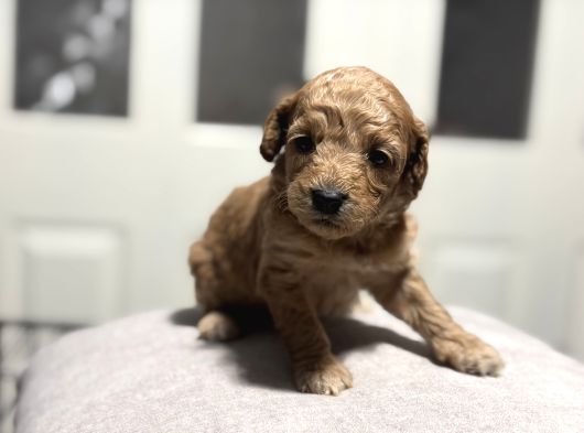Poodle Bebeklerimiz Rezerveye Açık görsel