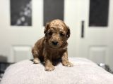 Poodle bebeklerimiz