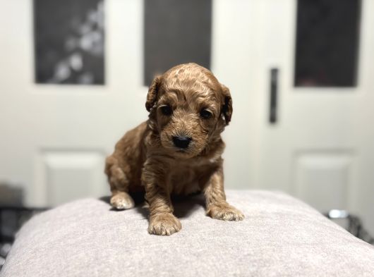 Poodle Bebeklerimiz Rezerveye Açık görsel