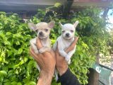 0 Chihuahua Yavruları Mama Ve Malzeme Kampanyali