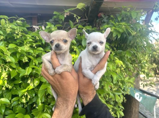 0 Chihuahua Yavruları Mama Ve Malzeme Kampanyali