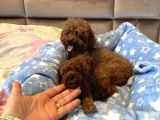Ev Doğumu Poodle