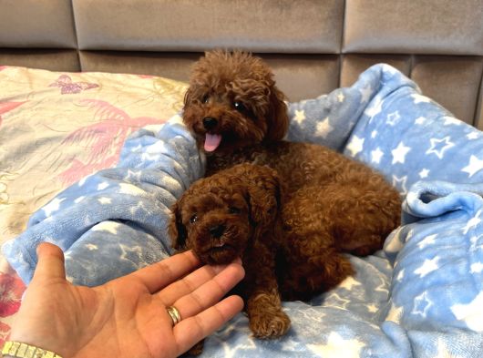 Ev Doğumu Poodle görsel
