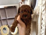 Ev Doğumu Kore Poodle Bebekler