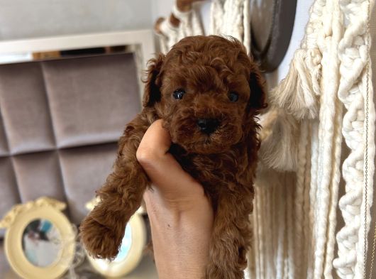 Ev Doğumu Kore Poodle Bebekler görsel