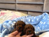 Ev Doğumu Kore Poodle Bebekler
