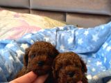 Evdoğumu Poodle Bebeklerim