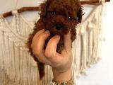 Evdoğumu poodle bebeklerim