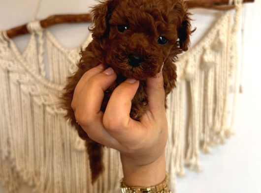 Evdoğumu Poodle Bebeklerim