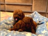 Evdoğumu Poodle Bebeklerim