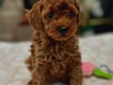 Toy Poodle Kore Kan Kg Garantili Bebek