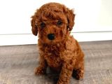 Toy Poodle Kore Kan Kg Garantili Bebek