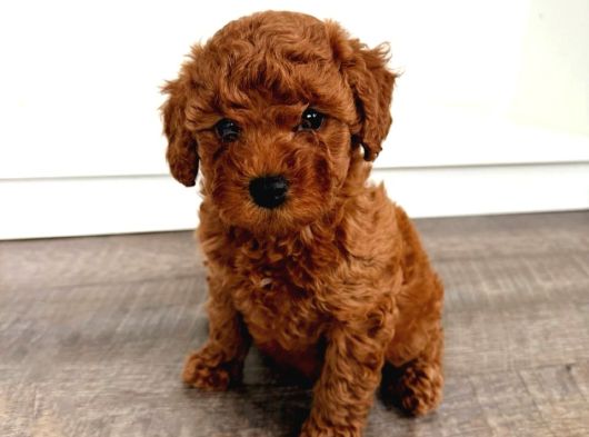 Toy Poodle Kore Kan Kg Garantili Bebek görsel