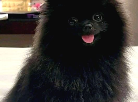 Black Erkek Pomerian Bebek görsel