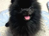 Siyah Renk Pomeranian Yavrular