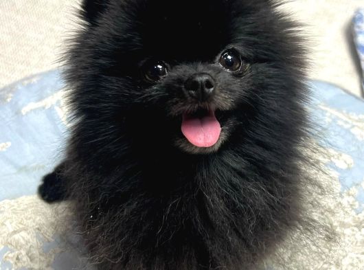 Siyah Renk Pomeranian Yavrular görsel