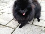 Siyah renk Pomeranian yavrular