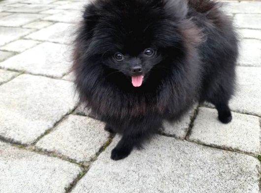 Siyah Renk Pomeranian Yavrular