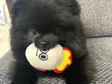 Black erkek pomerian bebek