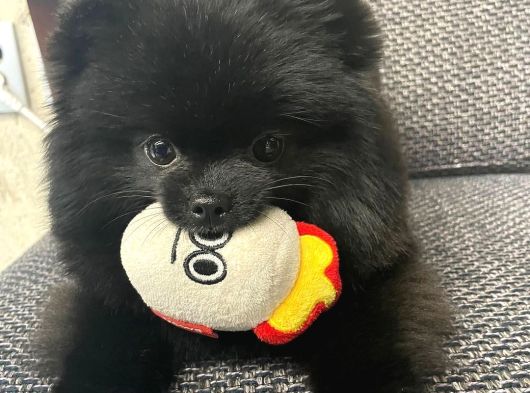 Black Erkek Pomerian Bebek