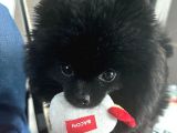 Black Erkek Pomerian Bebek