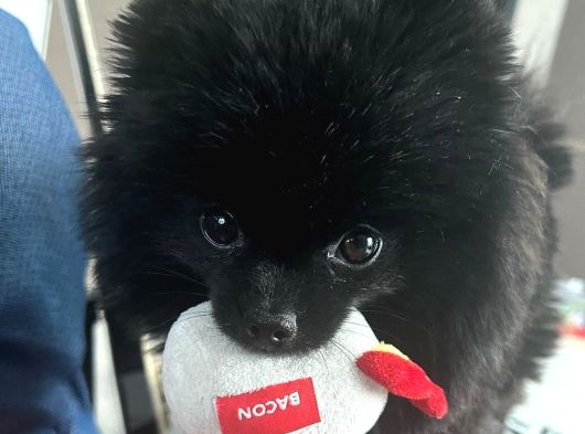 Black Erkek Pomerian Bebek görsel