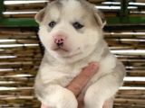 Muhteşem renk husky