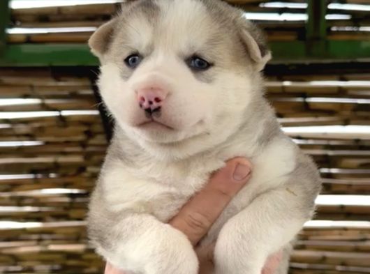 Muhteşem Renk Husky