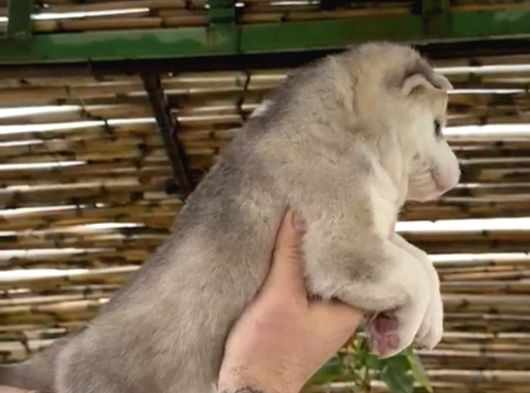 Muhteşem Renk Husky görsel