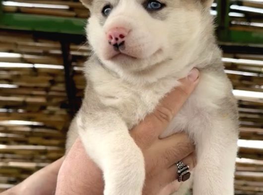 Muhteşem Renk Husky görsel