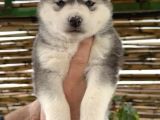 Renk dağılımı efsane olan husky yavrularım