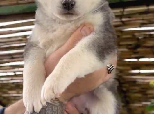 Renk Dağılımı Efsane Olan Husky Yavrularım görsel