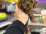 Toy Poodle Kore Kan Kg Garantili Bebek