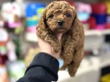 Toy poodle kore kan kg garantili bebek