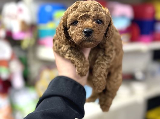 Toy Poodle Kore Kan Kg Garantili Bebek