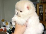 Pomeranian Irkının En Iyileri Için Arayabilirsiniz