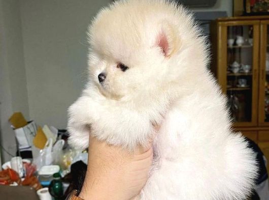 Pomeranian Irkının En Iyileri Için Arayabilirsiniz görsel