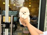 Pomeranian Irkının En Iyileri Için Arayabilirsiniz