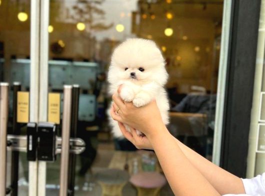 Pomeranian Irkının En Iyileri Için Arayabilirsiniz görsel