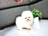 Pomeranian ırkının en iyileri için arayabilirsiniz