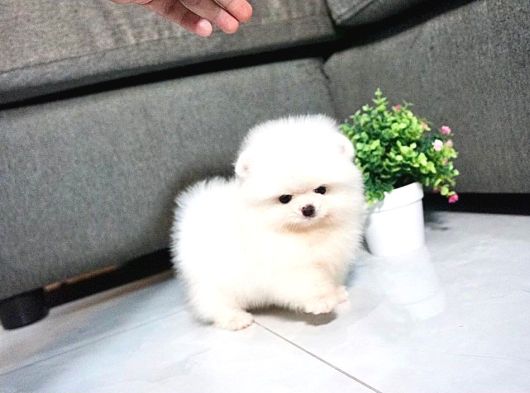 Pomeranian Irkının En Iyileri Için Arayabilirsiniz