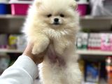 Kartopu Pomeranian Boo Yavrularımız