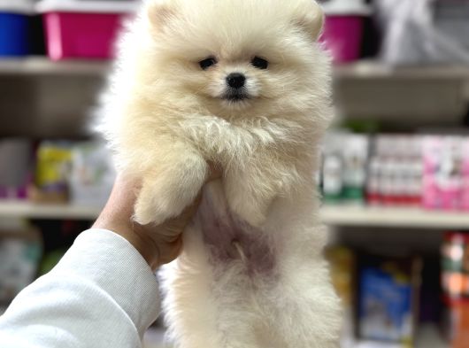 Kartopu Pomeranian Boo Yavrularımız görsel