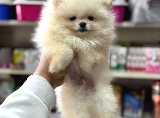 Kartopu Pomeranian Boo Yavrularımız