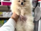 Kartopu Pomeranian Boo Yavrularımız