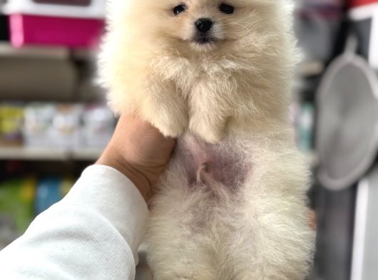 Kartopu Pomeranian Boo Yavrularımız görsel
