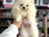 Üst Kalite Ayı Surat Pomeranian Yavrularımız