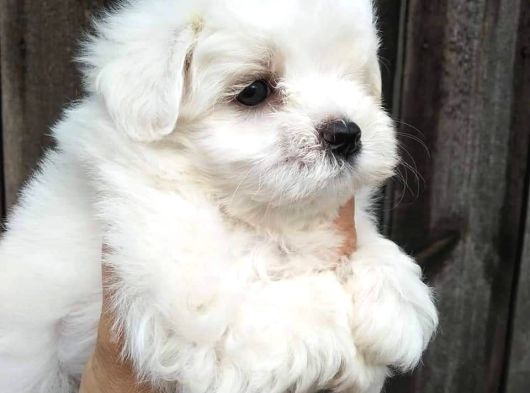 Dünya Tatlisi Mini Maltese Terri̇er Yavrulari İstanbul görsel