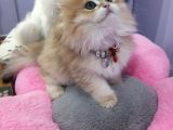 British Longhair Golden Shaded Ny11 Safkan Orji̇nal